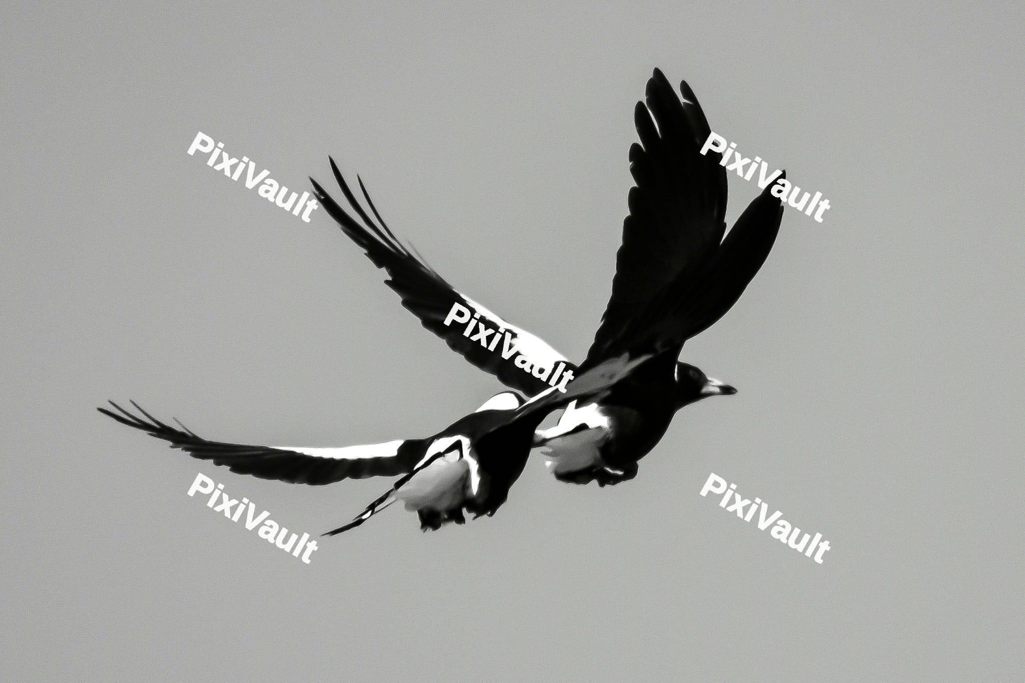 Magpies Birds